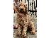 PoulaTo: Labradoodle F1b
